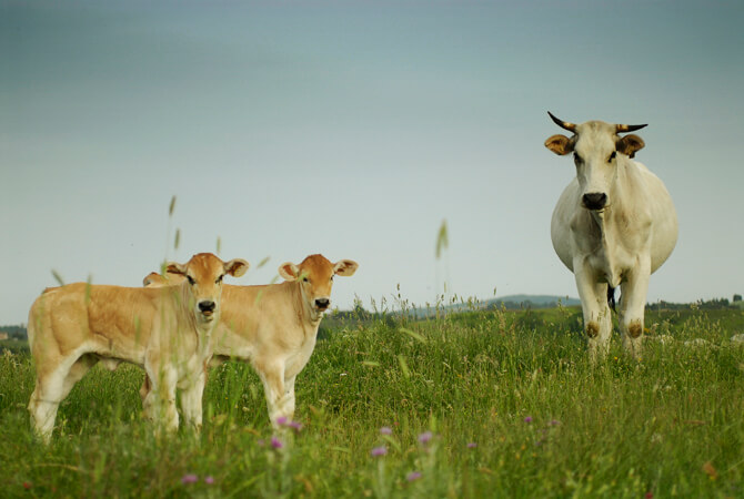 Chianina Beef Trend Tuscany Italy